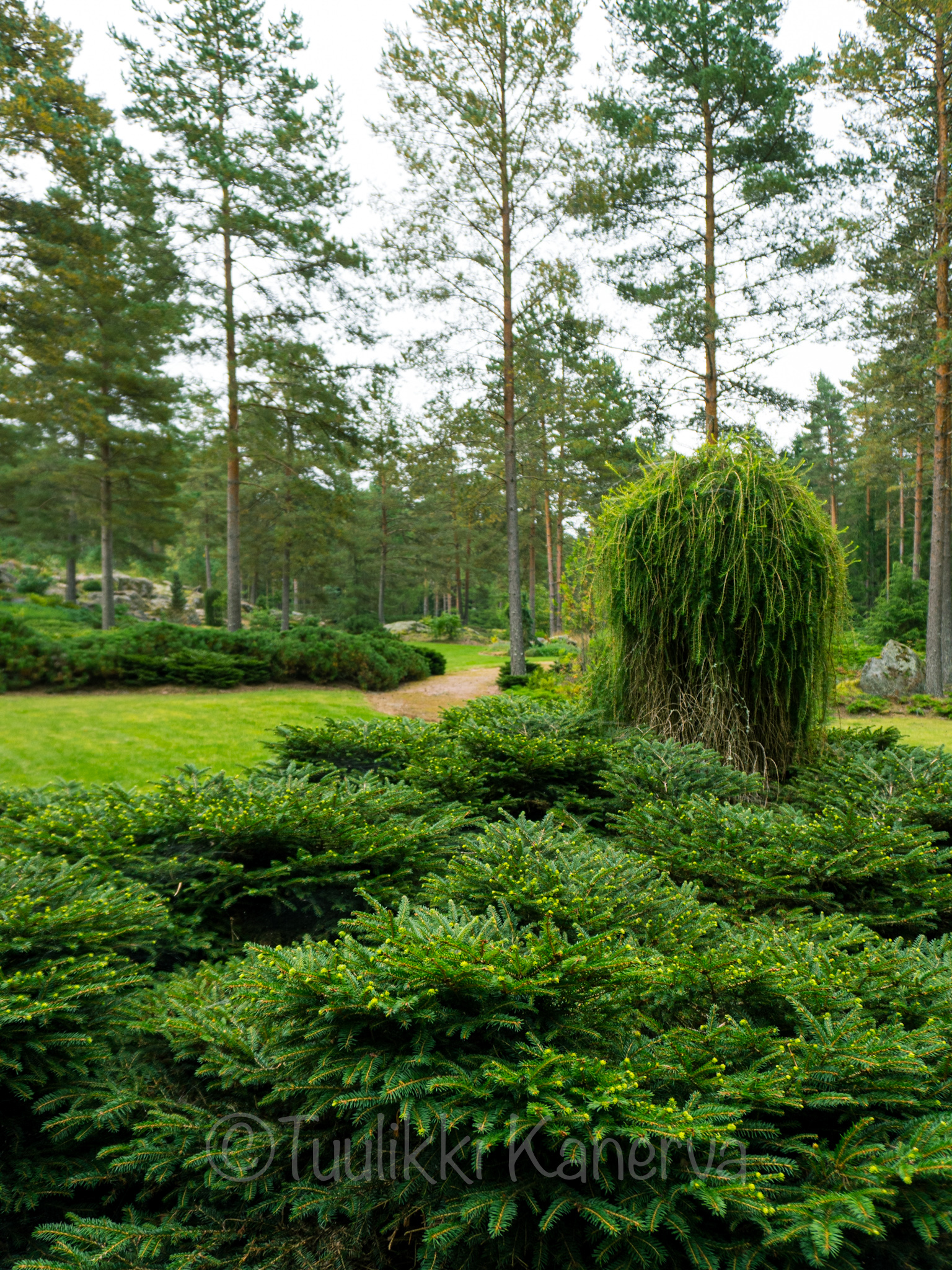 Vihreä unelma